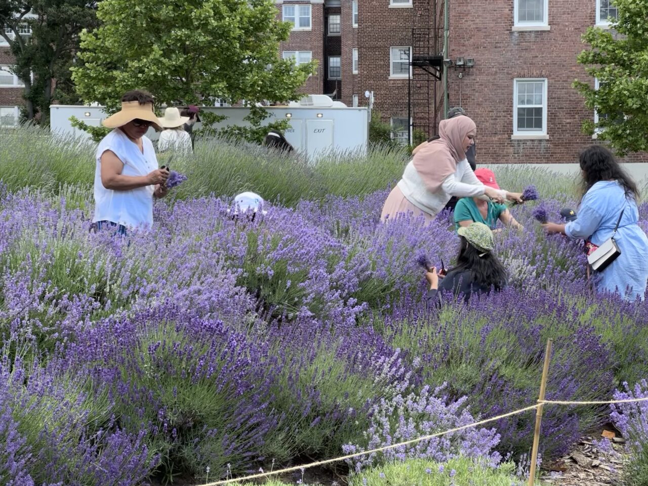 53788484148_2a6d84f69b_o-1280×960 a group of people that are standing in the lavender field on Governors Island, NYC